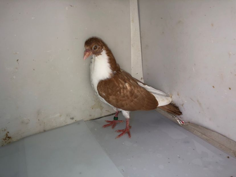 2390  femelă  2019 - Plecați ALBUM 2