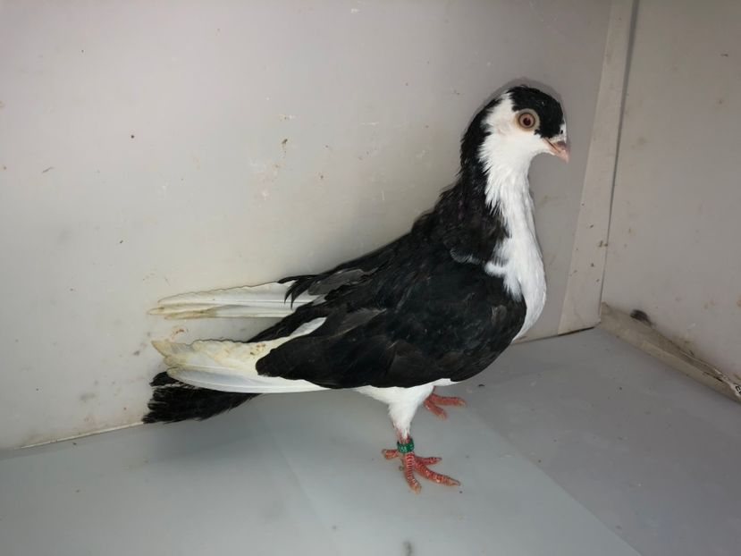 7058  femelă  2019 - Plecați ALBUM 2