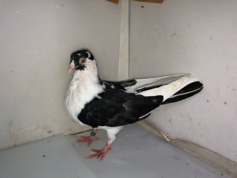 4523  femelă  2019 - Plecați ALBUM 2