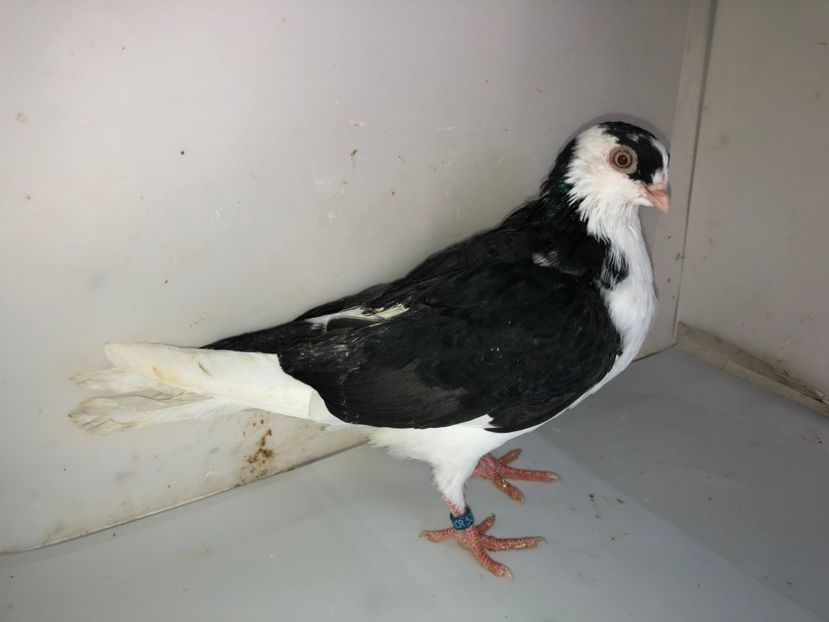 5215  (18)  femelă  2019 - Plecați ALBUM 2