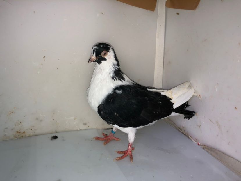 7197  (18)  femelă  2019 - Plecați ALBUM 2