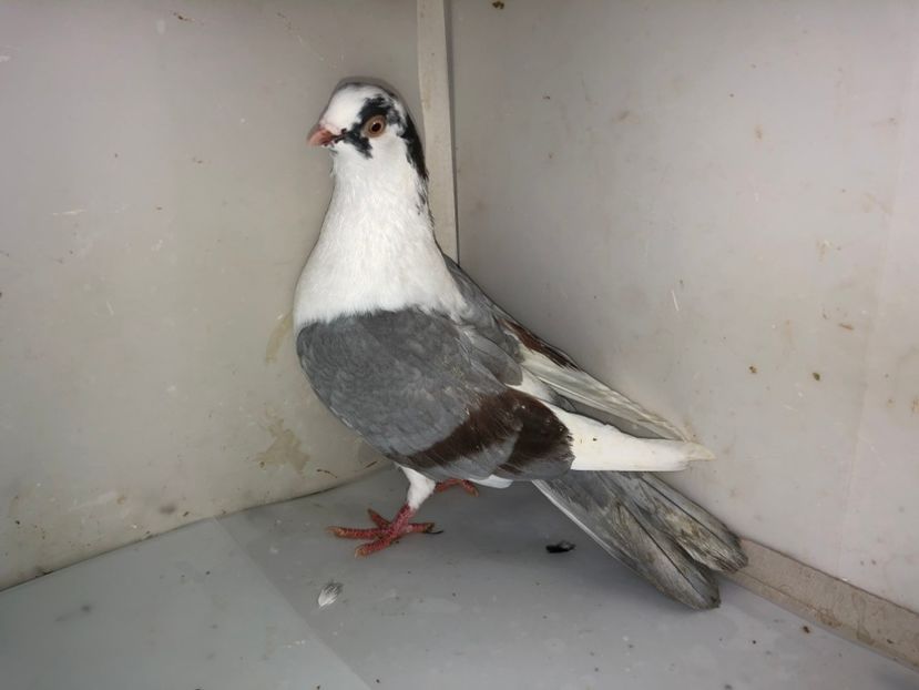 7031  mascul  2019 - Plecați ALBUM 2