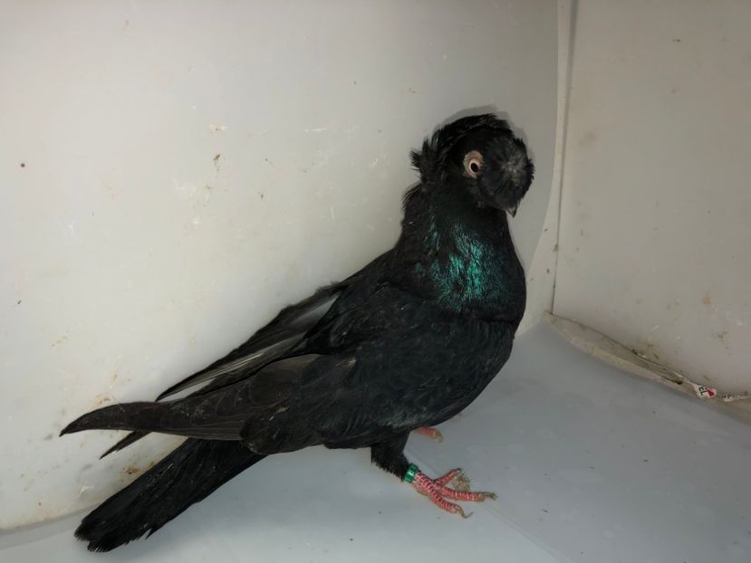 7076  mascul  2019 - Plecați ALBUM 2