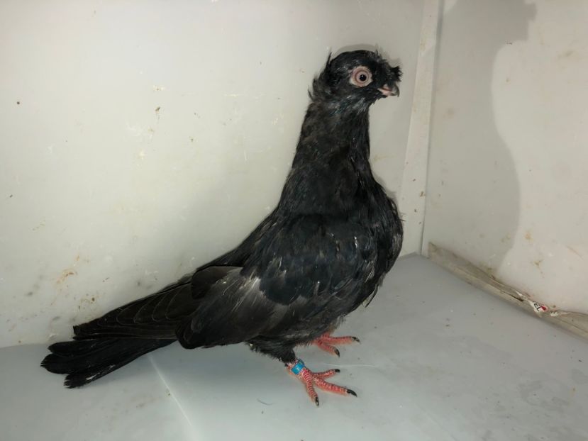 7187  (18)  femelă  2019 - Plecați ALBUM 2