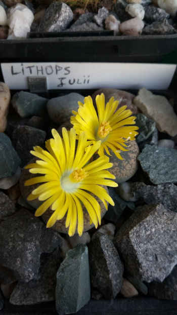 05.11.2019 - Lithops lesliei