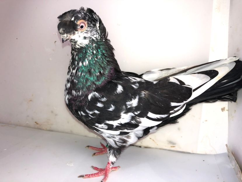 6840  femelă  2019 - Plecați ALBUM 2