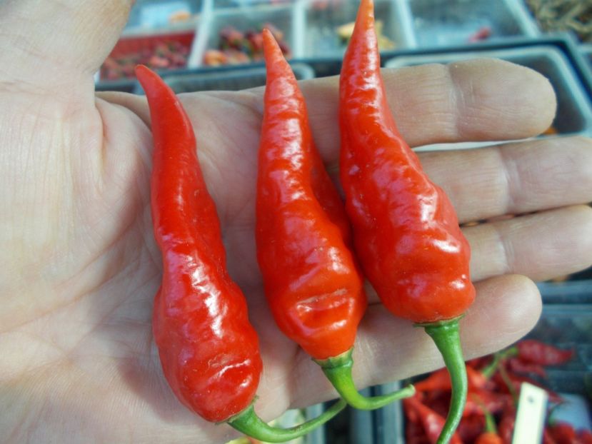  - Z SEMINTE ARDEI IUTE - BHUT JOLOKIA CARAMEL - RED - SLO ????????????? AI 66