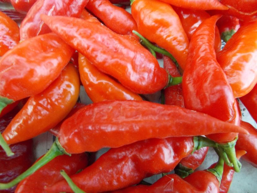  - Z SEMINTE ARDEI IUTE - BHUT JOLOKIA CARAMEL - RED - SLO ????????????? AI 66