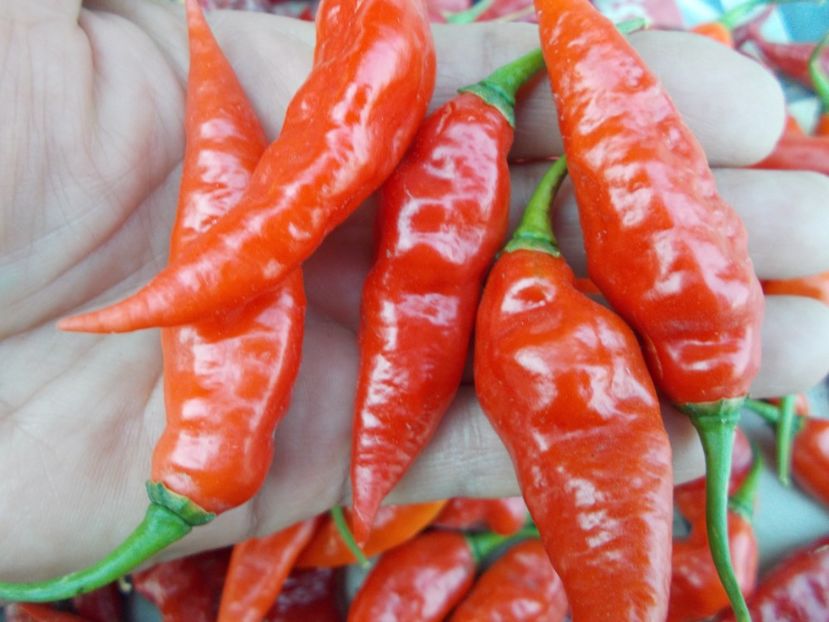  - Z SEMINTE ARDEI IUTE - BHUT JOLOKIA CARAMEL - RED - SLO ????????????? AI 66