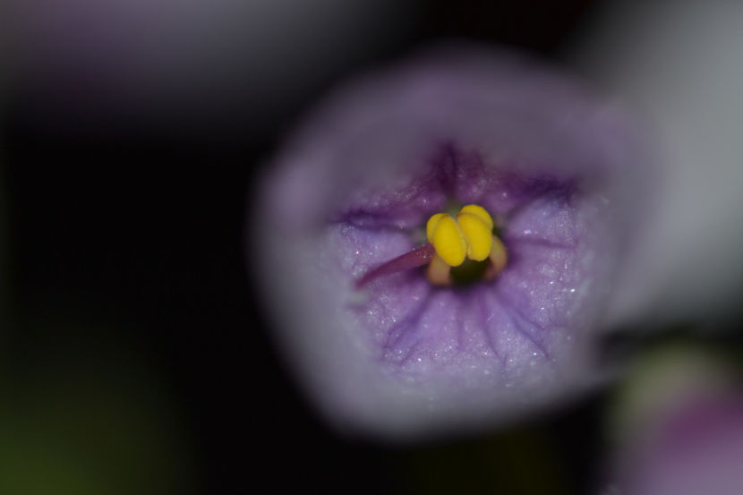  - Macro 06112019