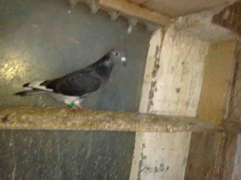  - Pui 2017-2018 -2019-2020 -2021-matca-doici-vind aproape tot lotul
