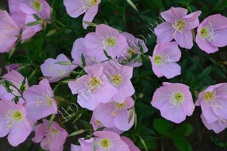 oenothera speciosa(LUMINITA) - ACHIZITII in 2019