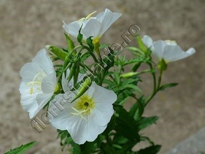 oenothera albicaulis - ACHIZITII in 2019