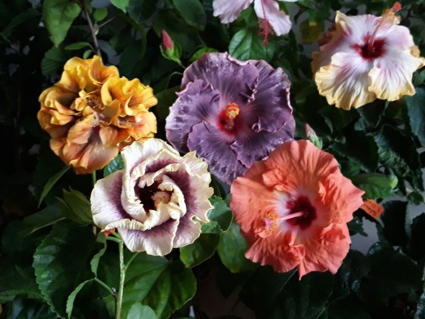  - Moorea Princess Mona