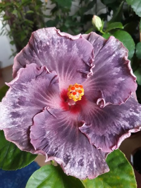  - Moorea Princess Mona