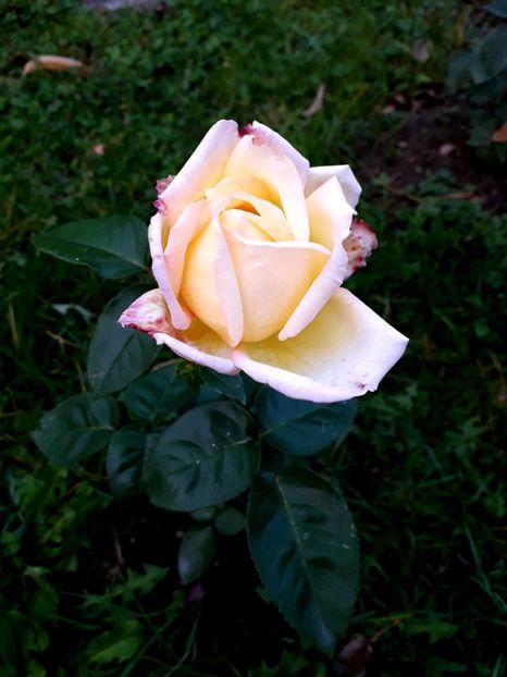  - TRANDAFIRI_2019_2020_2024