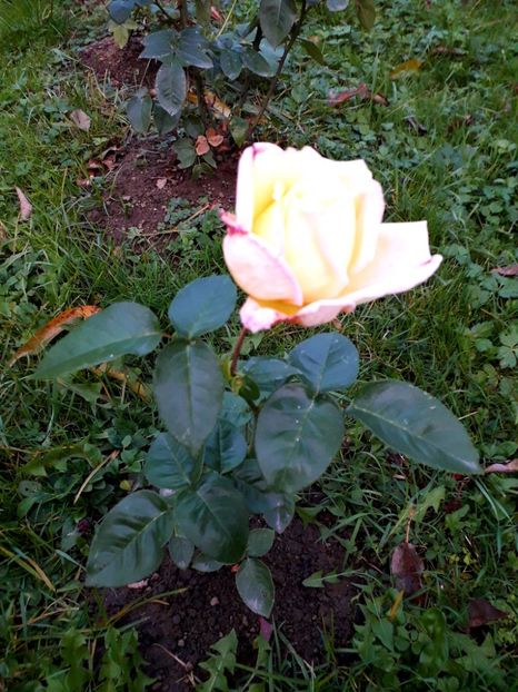  - TRANDAFIRI_2019_2020_2024