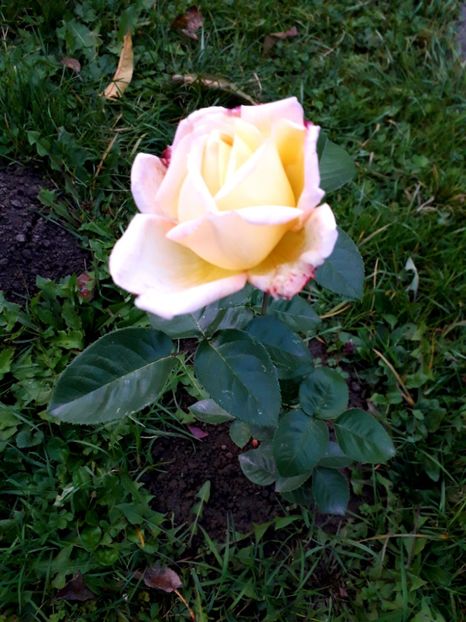  - TRANDAFIRI_2019_2020_2024