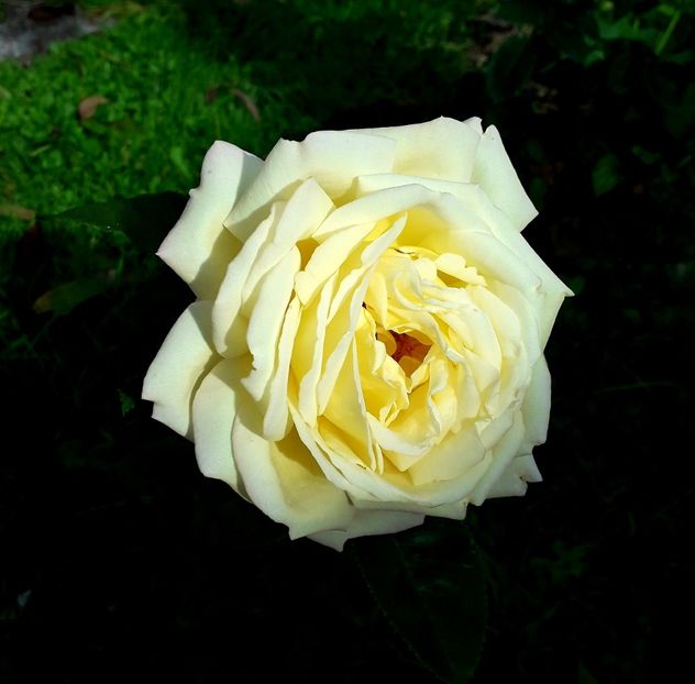  - TRANDAFIRI_2019_2020_2024