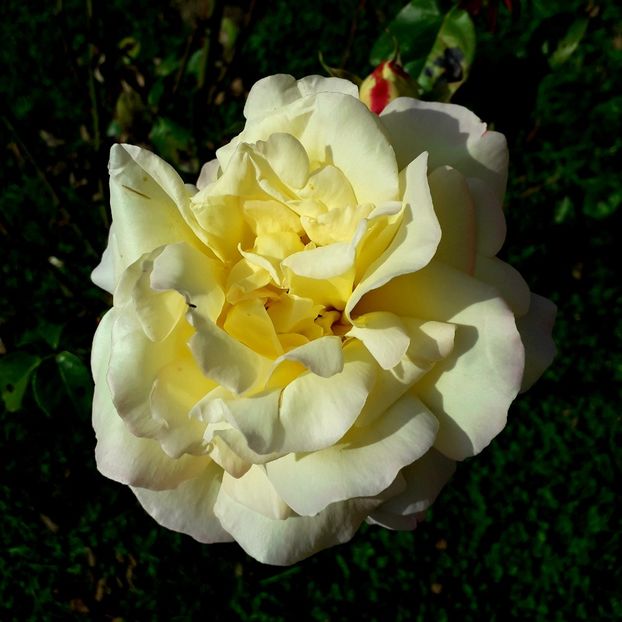  - TRANDAFIRI_2019_2020_2024