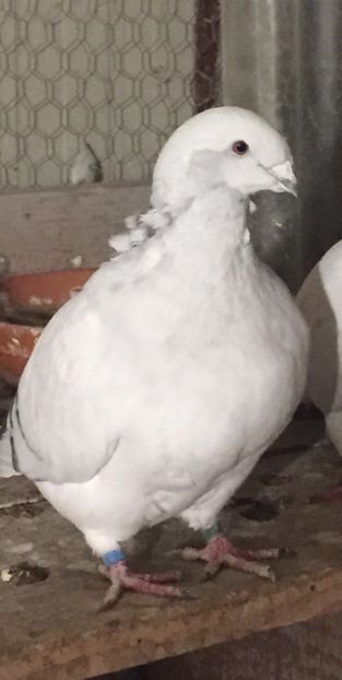 F2018 35 - 3_2 FEMELE