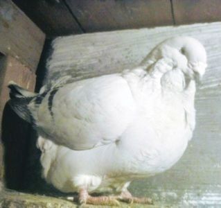 111771254_LGEXDGS3 - M CU FALDURI SI PICIOARE MICI