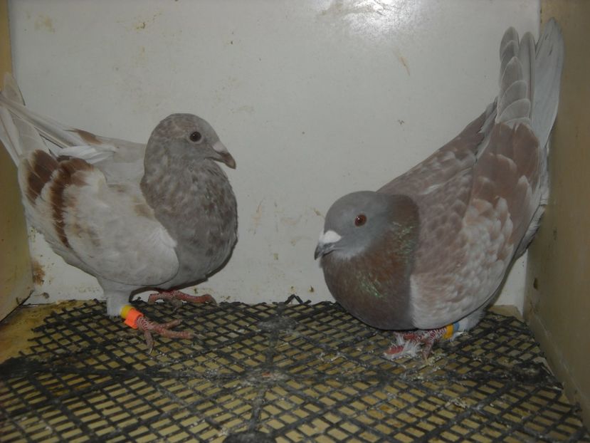  - PORUMBEI VANDUTI 2