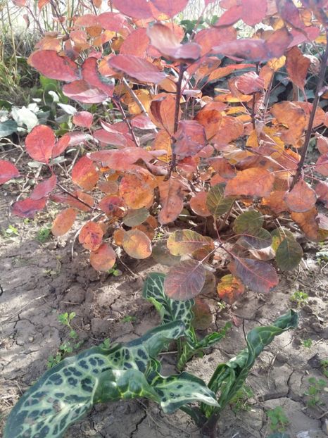  - curtea cu toate cele 2019