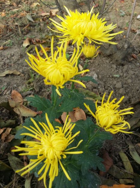  - curtea cu toate cele 2019