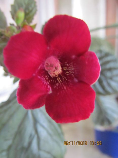 xA RF's Royal Red - ACHIMENES 2020 - VANZARI HIBRIZI