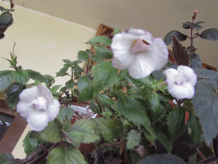  - Achimenes 2019