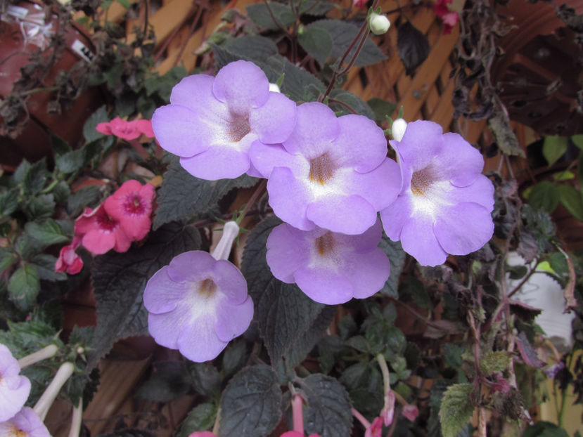  - Achimenes 2019