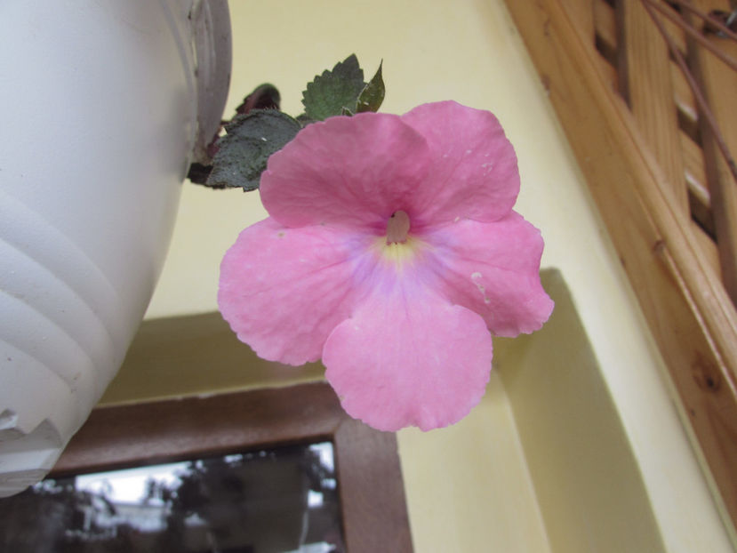  - Achimenes 2019