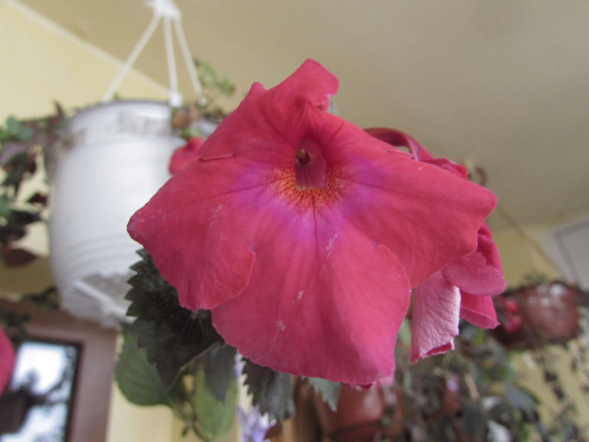  - Achimenes 2019