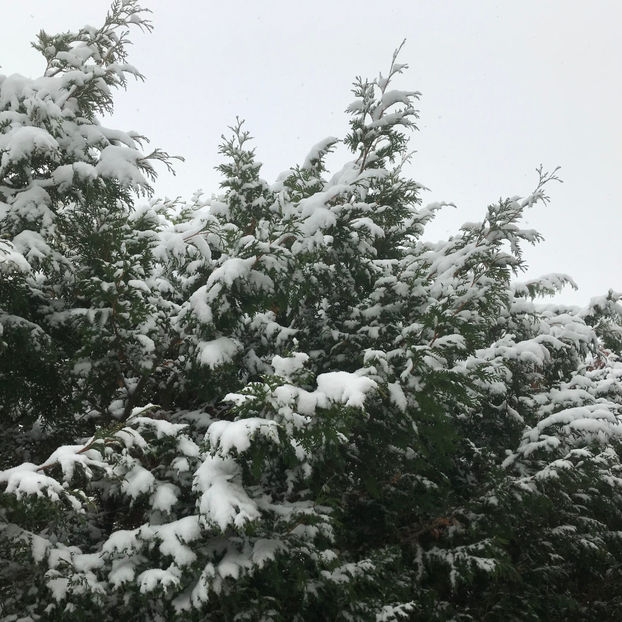  - Jurnalul gradinii 2019