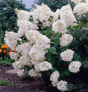 hortensie-alba-hydragena-pan-grandiflora - Noutati 2019