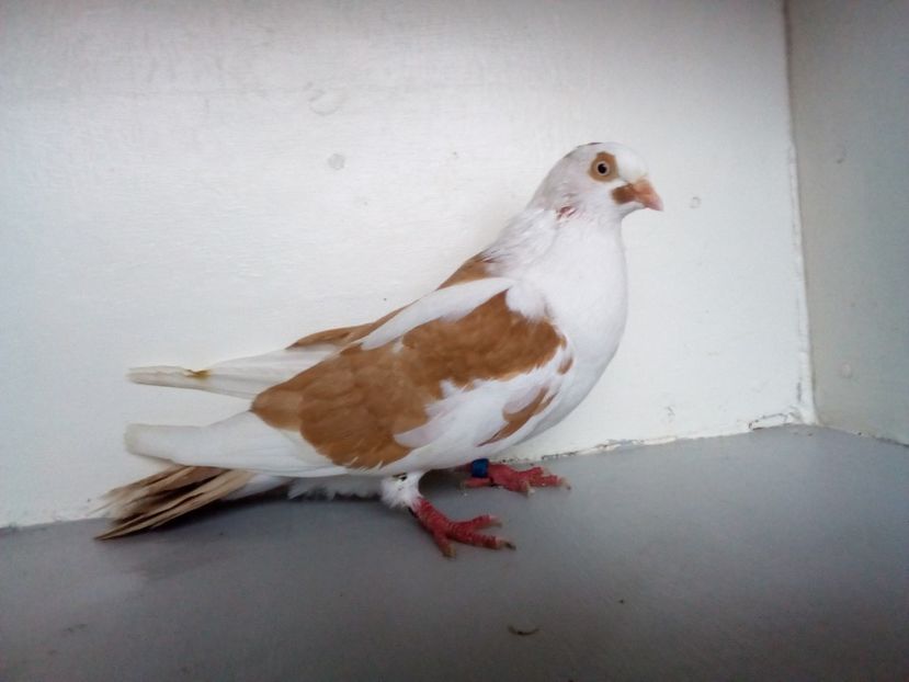  - PORUMBEI CARE MI AU APARTINUT