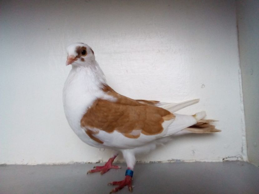 m,,2 ,,2019 - PORUMBEI CARE MI AU APARTINUT