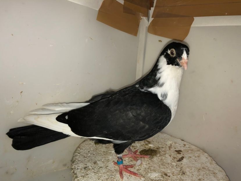 7211  (18)  mascul  2019 - Plecați ALBUM 2