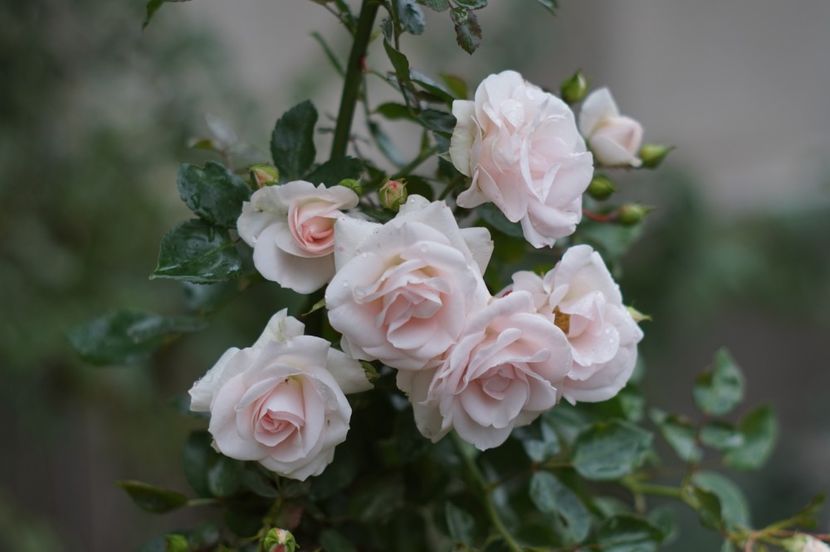  - Noiembrie 2019- noiembrie 2020