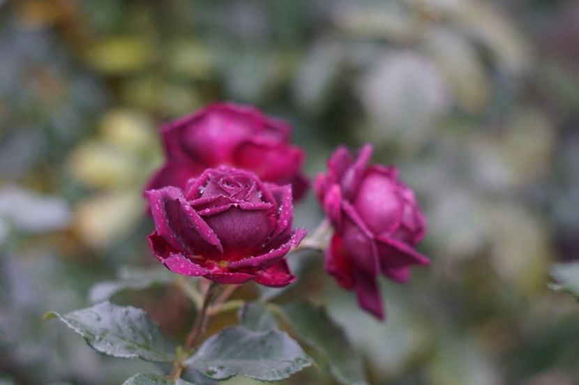  - Noiembrie 2019- noiembrie 2020