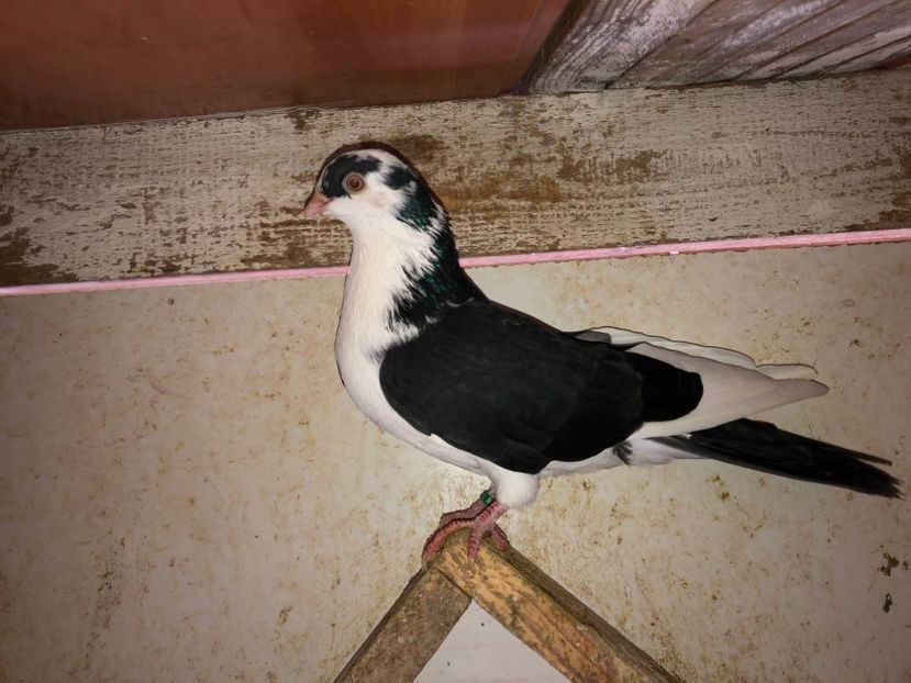 7060  mascul  2019 - Plecați ALBUM 2