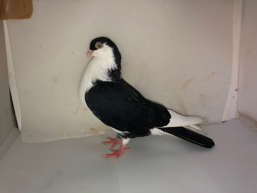 7055  mascul  2019 - Plecați ALBUM 2