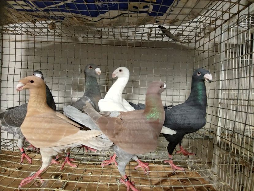 1027192122d_HDR - Beauty German pigeons