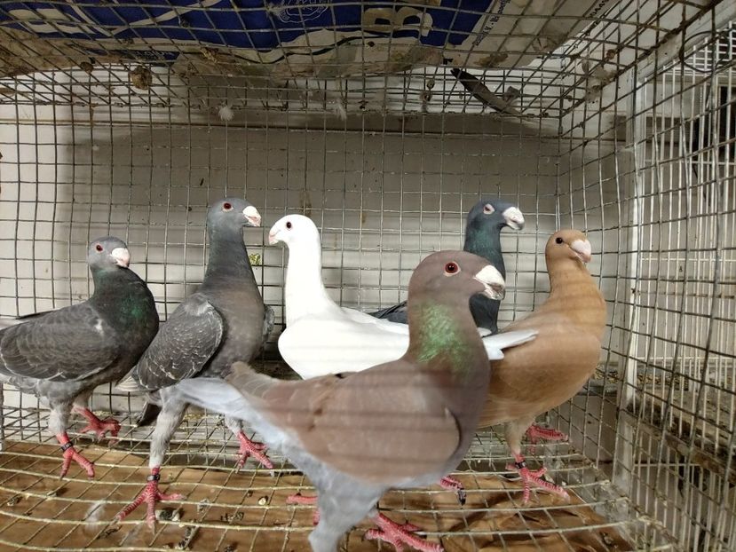 1027192122a_HDR - Beauty German pigeons