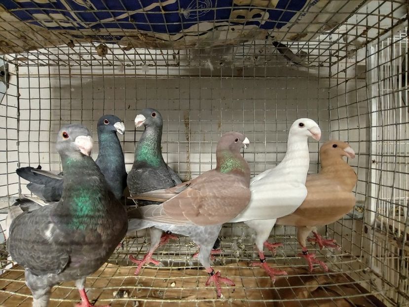 1027192120_HDR - Beauty German pigeons