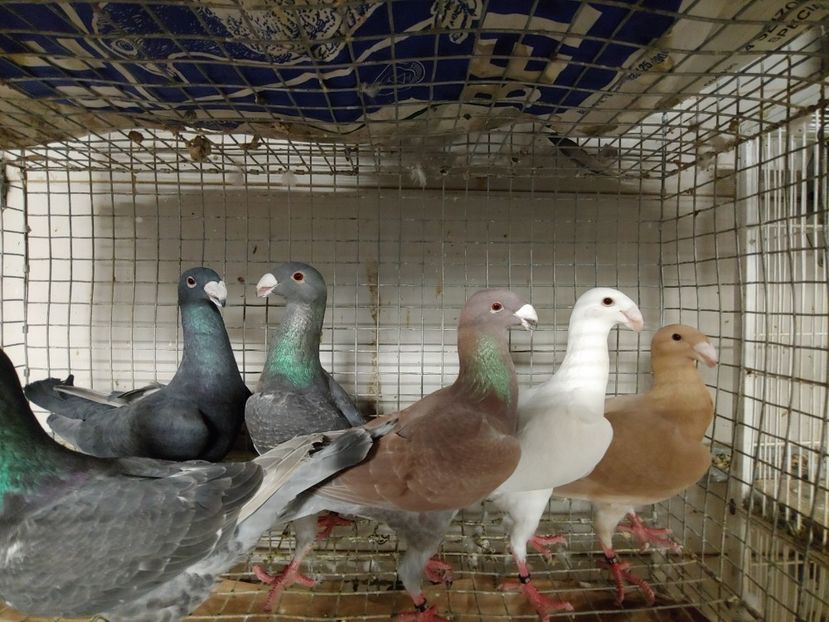  - Beauty German pigeons