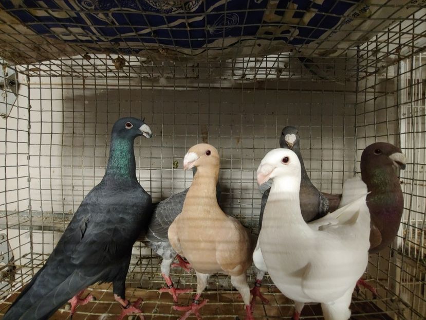 1027192112a - Beauty German pigeons