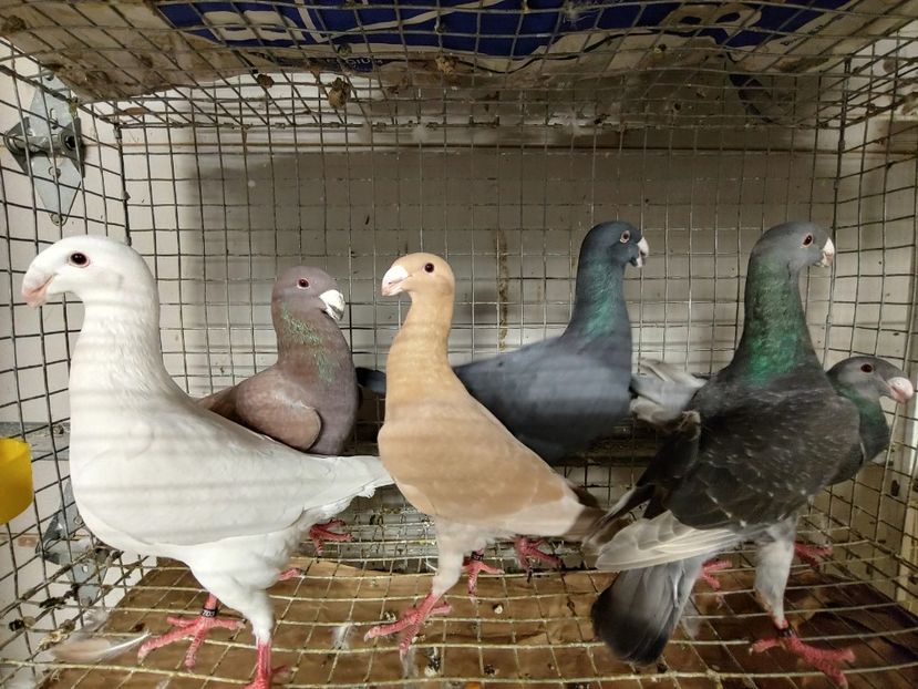 1027192109_HDR - Beauty German pigeons