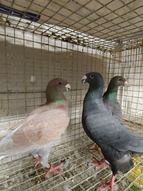 1027192054a - Beauty German pigeons